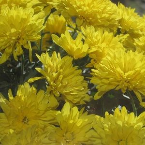 Meet your Posher, Sydney